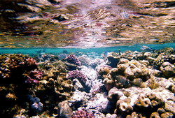 Undersea coral reef image from Red Sea.