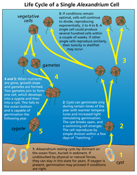 Life cycle of dinoflagellate Alexandrium.