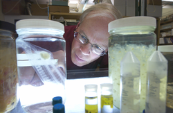 Larry Madin examining gelatinous zooplankton specimens in his lab.