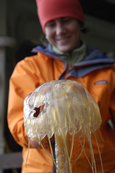 Christina Courcier with a recovered jelly fish.