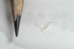 A juvenile Calanus glacialis scaled with a pencil tip.