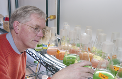 John Waterbury looking at his phytoplankton specimens in his lab.