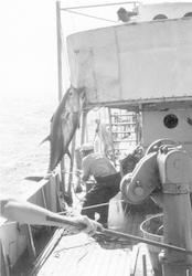 Frank Mather pulling a large tuna aboard Crawford