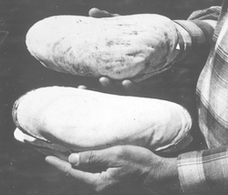 Holger Jannasch holding large clam specimens from hydrothermal vent area.