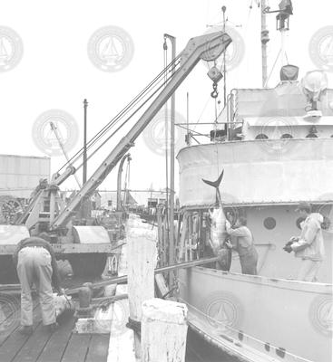 Removing tuna from Crawford to dock