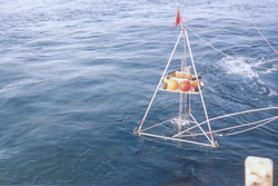 Buoy with instruments over the side of Knorr