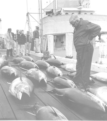 William Schroeder looking at tuna.